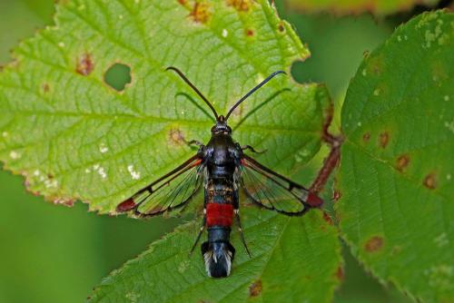 Réf. 206 117 : Synanthedon formicaeformis